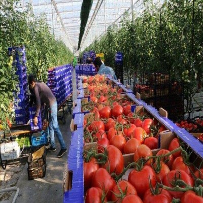 تولید سالیانه بیش از 15 هزار تُن محصولات گلخانه‌ای در کبودراهنگ