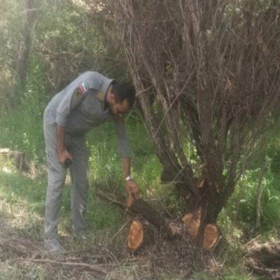 متخلف قطع درختان بید وحشی در منطقه حفاظت‌شده عبدالرزاق سقز دستگیر شد
