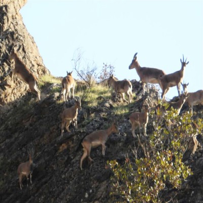 منطقه «لهون» پاوه به عنوان منطقه شکار و تیراندازی ممنوع ثبت ملی شد
