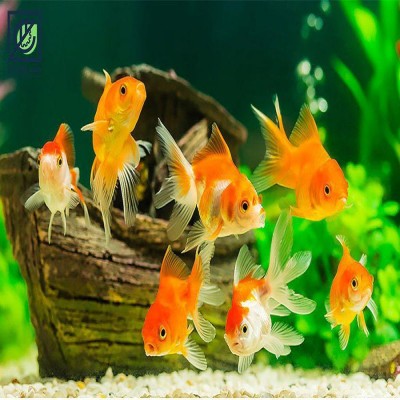 صادرات 106 هزار قطعه آبزیان زینتی از استان مرکزی