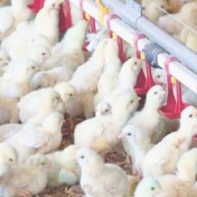 امتناع برخی از مرغداری‌ها از جوجه‌ریزی به‌دلیل نوسانات برق