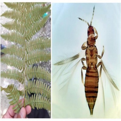 «تریپس مازندرانی» توسط حشره‌شناس ایلامی ثبت جهانی شد