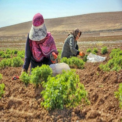 ضرورت تولید محصولات با کیفیت بالا و استاندارد