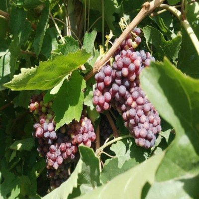 برآورد تولید 130 هزار تن انگور در باغات کرمانشاه