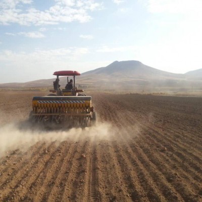 ‌666 هزار هکتار از اراضی کردستان سال جاری زیر کشت گندم قرار گرفت