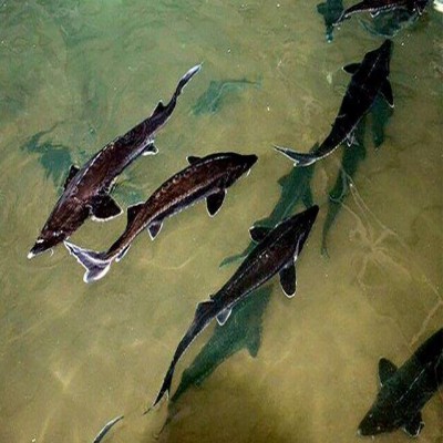 اجرای نخستین واحد پرورش ماهی خاویار در ملایر