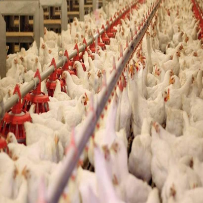 افتتاح واحد مرغداری گوشتی در روستای حاجی‌آباد همدان