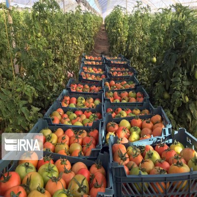 استقبال جهادکشاورزی استان مرکزی از هفته دولت با 62 طرح