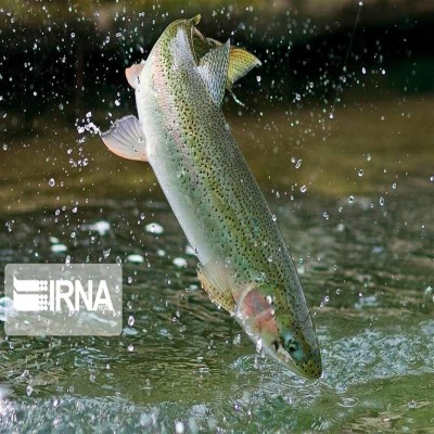 ایجاد بازارچه آبزیان استان مرکزی مستلزم همکاری شهرداری اراک