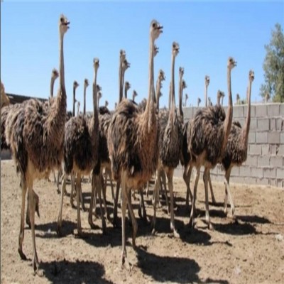 همدان نیازمند واحد فرآوری شترمرغ