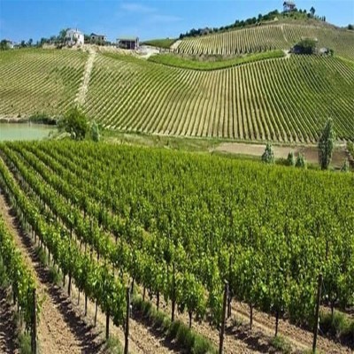 تاکستان‌های ملایر فرصتی بی‌نظیر برای رونق گردشگری کشاورزی