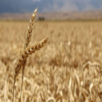 امسال 15 درصد گندم شهرستان بهار قابل برداشت نبود