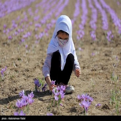 زعفران؛ امیدی برای زمین‌های تشنه همدان