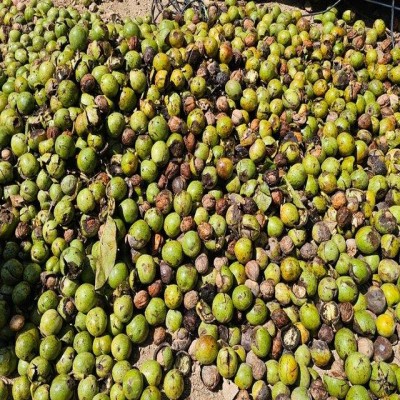 بازدهی صنایع تبدیلی گردو در تویسرکان راضی‌کننده نیست