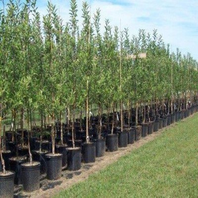 تولید 30 گونه نهال در همدان