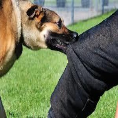 افزایش نگران‌کننده موارد سگ‌گزیدگی در کردستان؛ بیشتر در شهرها