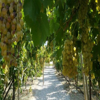 همدان، قطب محصولات سردسیری