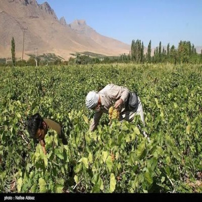 اغلب باغ‌های انگور استان مرکزی پیر شده‌اند