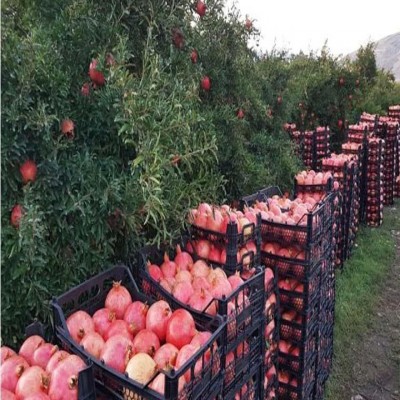 برگزاری جشنواره انار نقطه عطفی در توسعه پایدار شهرستان ساوه است