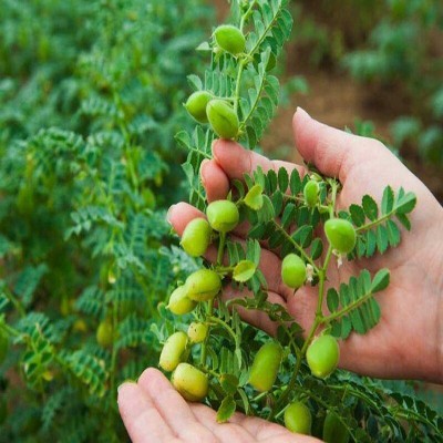 معرفی 2 رقم جدید نخود «طلیعی» و «جهانگیر» توسط محققان کرمانشاهی