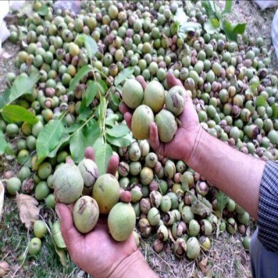 تفرش رتبه سوم تولید گردو در استان مرکزی است