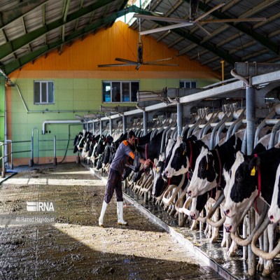 اختصاص هزار و 610 میلیارد ریال تسهیلات پرواربندی در همدان