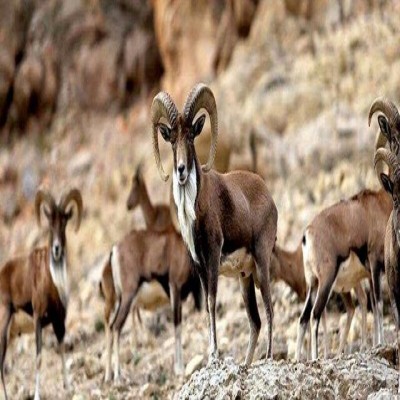 پستانداران شاخص استان مرکزی سرشماری پاییزه می‌شوند