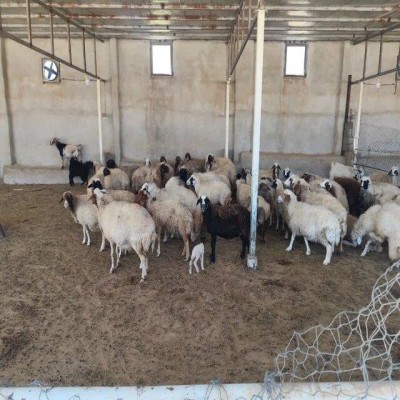 جیره متعادل، کلید افزایش سودآوری در پرواربندی بره‌ در ایلام