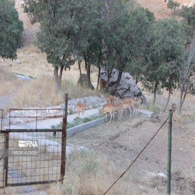 کشاورز ایلامی 12 بسته یونجه به پایگاه گوزن زرد ایرانی اهدا کرد