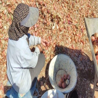 برداشت 4200 تن پیاز در دهگلان؛ محصولی با ویژند بومی و بازار ملی