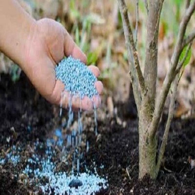 توزیع 17500 تُن کود کشاورزی برای گندم و جو در همدان