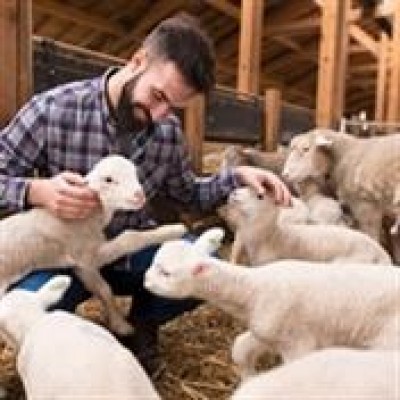 تلفیق روش‌های سنتی و مدرن؛ راهکار پایداری دامپروری همدان