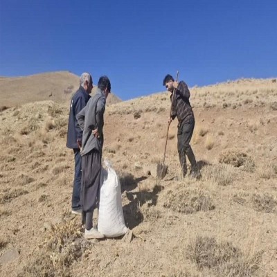 118 هکتار مرتع در تفرش زیر کشت بذر رفت