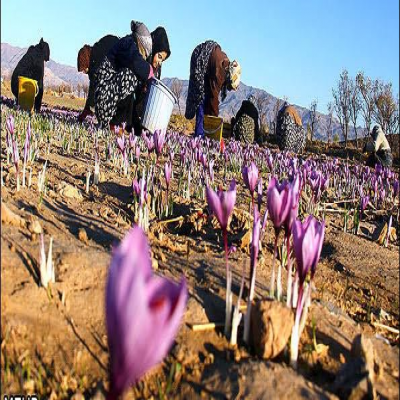 رشد 22 برابری کشت زعفران در همدان