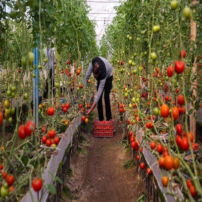 صدور مجوز برای گلخانه‌های کوچک‌مقیاس تسهیل می‌شود