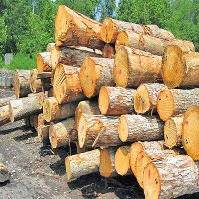 توسعه 700 هکتاری زراعت چوب در کرمانشاه