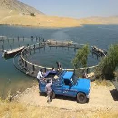 تحقق کامل اهداف طرح آزمایشی پرورش ماهی «فیتوفاگ» در ایلام