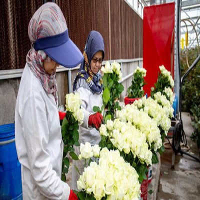 صادرات روزانه 7 کامیون گل از محلات به عراق