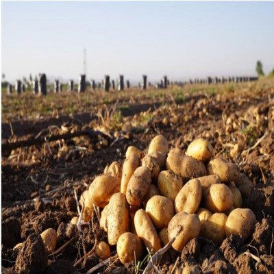 پیش‌بینی صادرات 75 هزارتُن سیب‌زمینی