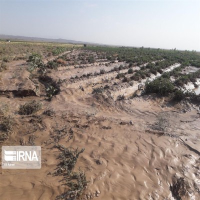 سیلاب به مزارع گل نرگس آبدانان خسارت زد
