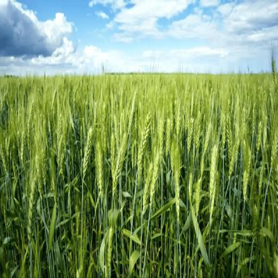 اجرای کشت مستقیم گندم در 400 هکتار از اراضی دهلران