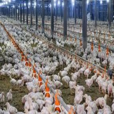 رشد 11.4 درصدی جوجه‌ریزی در ایلام