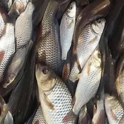 سرانه مصرف ماهی در همدان 4 کیلوگرم پایین‌تر از متوسط کشوری