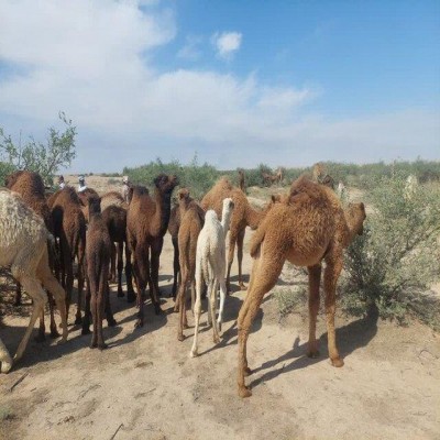 پرورش 650 نفر شتر در دشت عباس دهلران، طرحی علمی برای دامداری پایدار و اشتغال بومی