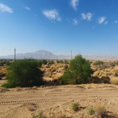 کاشت 35 هزار نهال در بیابان‌های مهران آغاز شد