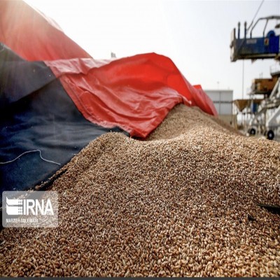 بیش از 2 هزار تن نهاده دامی در کرمانشاه خریداری شد