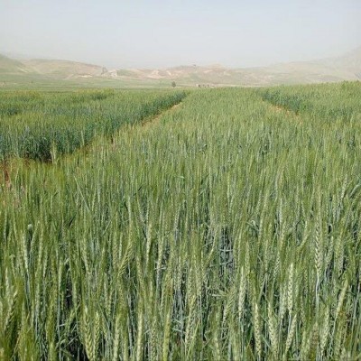 آغاز کاشت مزارع الگویی گندم در دهلران