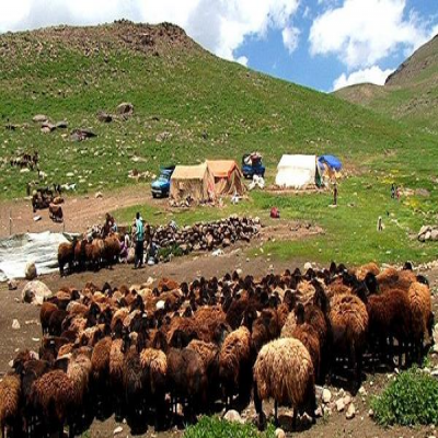 65 درصد گوشت قرمز استان ایلام از چادر عشایر می‌آید