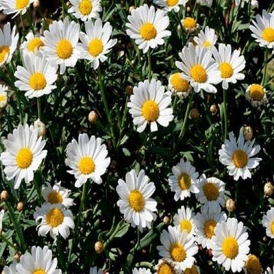 سطح زیر کشت گیاهان دارویی در ایلام 260 هکتار است