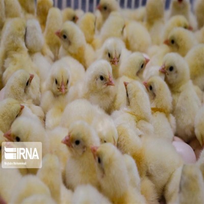 کمبود نهاده، جوجه یک‌روزه را ارزان کرد